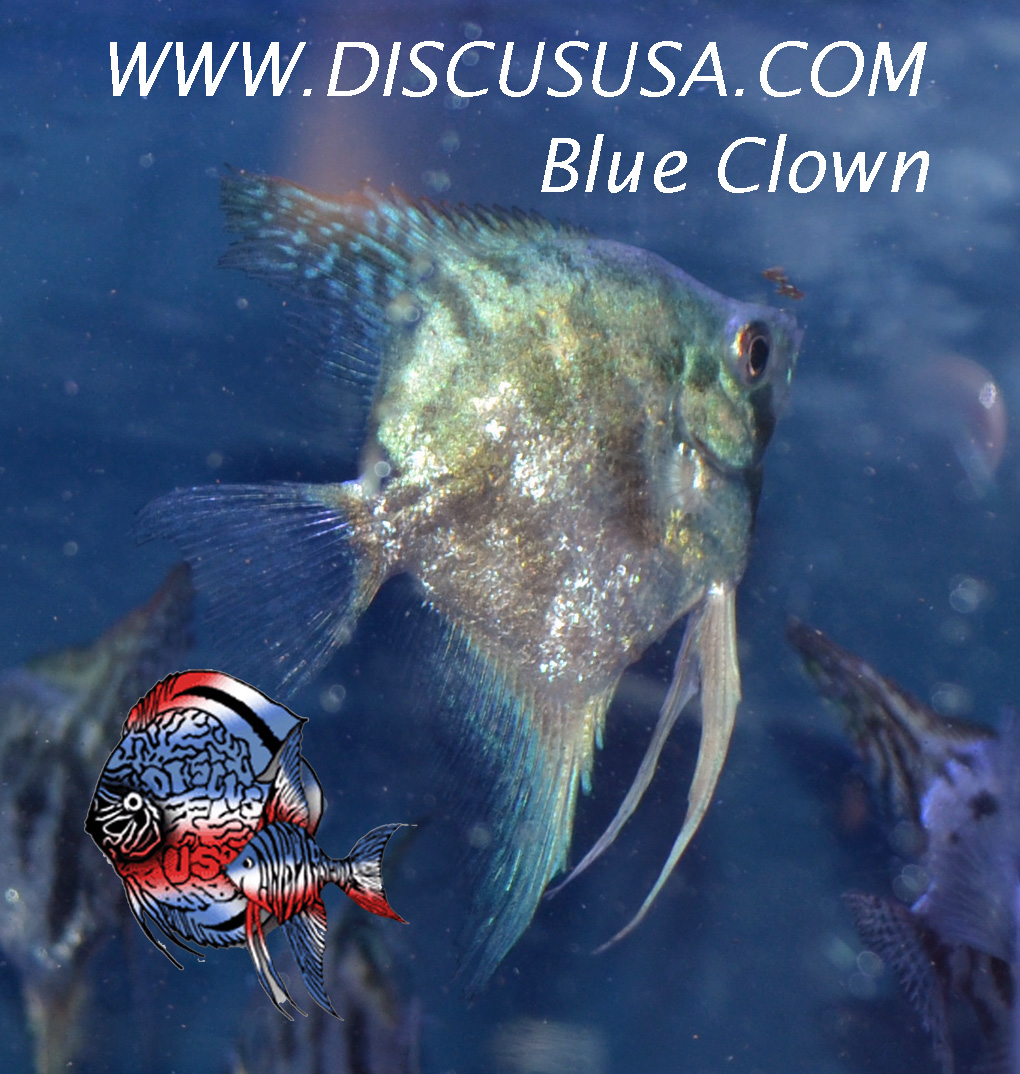 Blue Ghost/Clown - Quarter Size Body (medium) - Click Image to Close