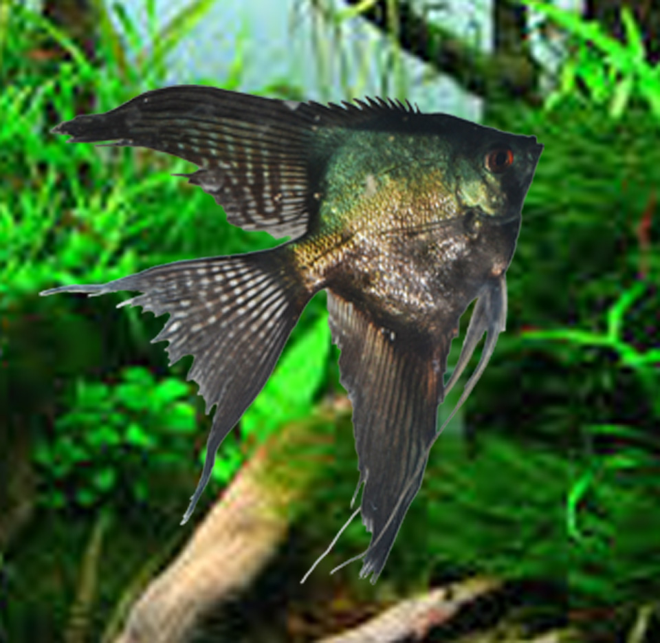 Pinoy Angelfish - Quarter Size Body (Medium) - Click Image to Close