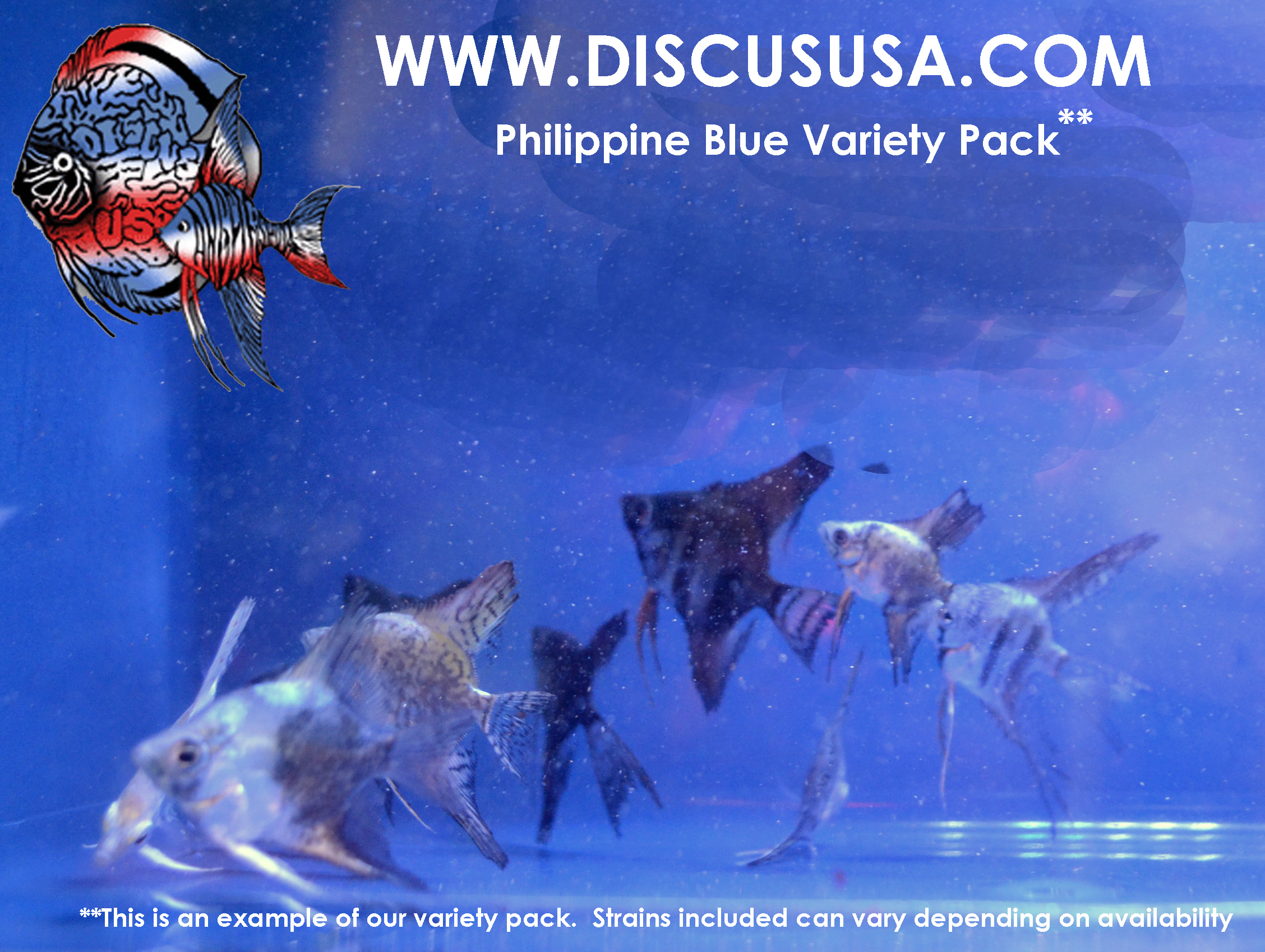Philippine Blue Variety (Pack of 10) FREE next day air shipping